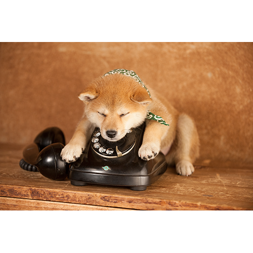 豆助 / 豆助っていいな。 歴代ベスト フォトブック【+DVD(初版のみ)】