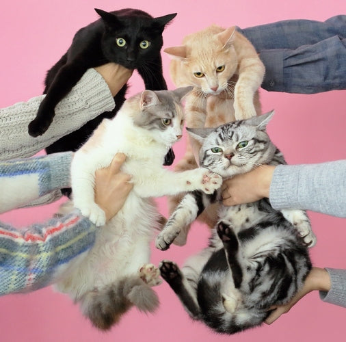 きのこ帝国 / 猫とアレルギー【CD】