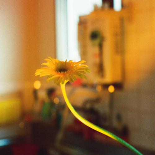 PEDRO / 後日改めて伺います【映像付通常盤】【CD】【+DVD】