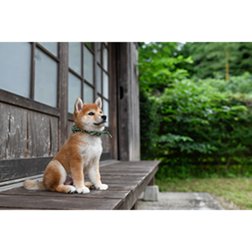 豆助 / 豆助っていいな。 歴代ベスト フォトブック【+DVD（初版のみ）】