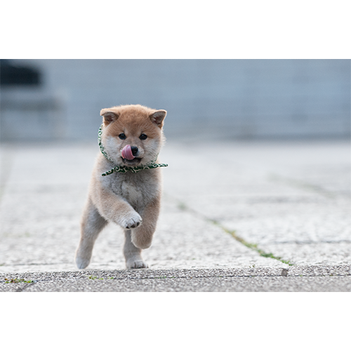 豆助 / 豆助っていいな。 歴代ベスト フォトブック【+DVD（初版のみ）】