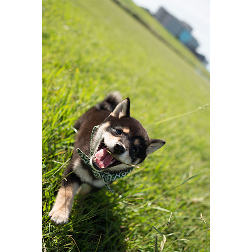 豆助 / 豆助っていいな。 歴代ベスト フォトブック【+DVD（初版のみ）】