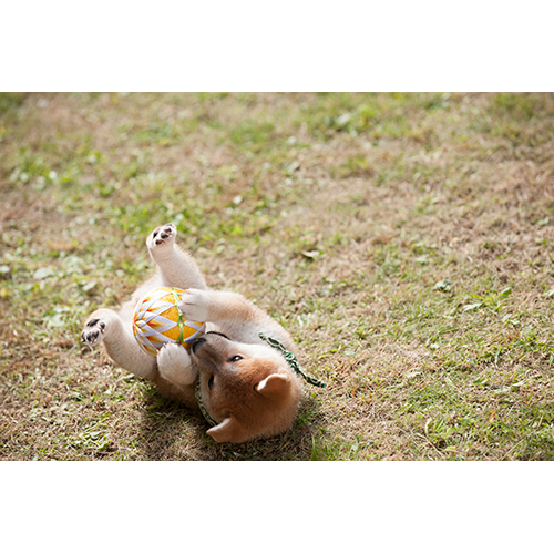 豆助 / 豆助っていいな。 歴代ベスト フォトブック【+DVD（初版のみ）】