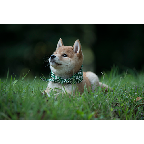 豆助 / 豆助っていいな。 歴代ベスト フォトブック【+DVD（初版のみ）】