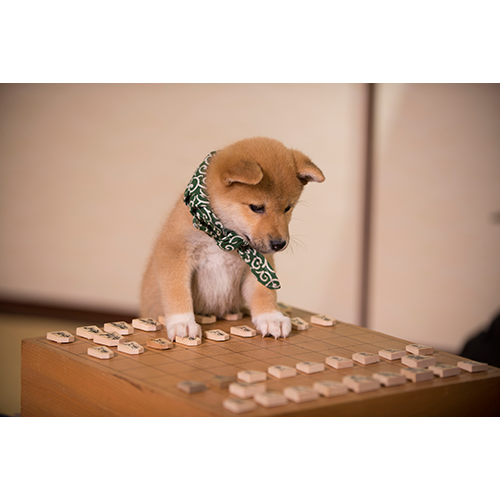 豆助 / 豆助っていいな。 歴代ベスト フォトブック【+DVD（初版のみ）】