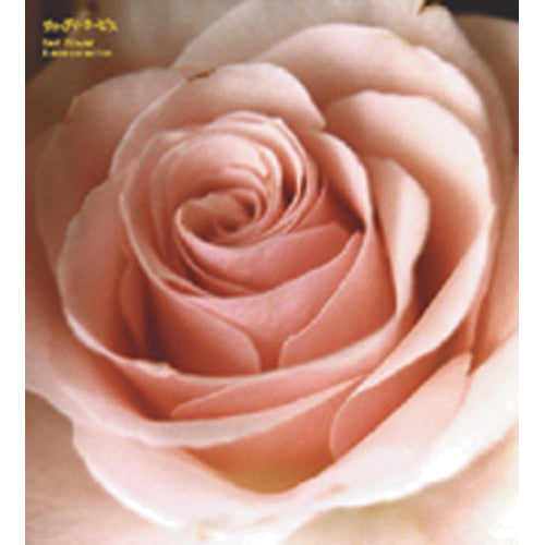 サニーデイ・サービス / Best Flower【CD】