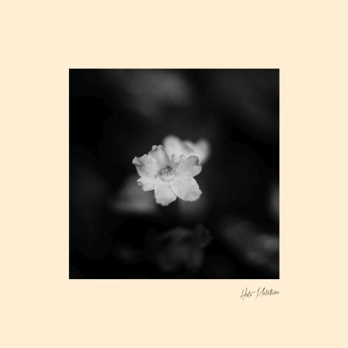 秦 基博 / 花【アナログシングル】