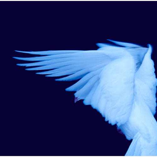 初恋の嵐 / セカンド【CD】